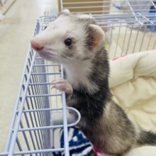 寝起きのあくびにうっとり💓　マーシャルフェレット　ブレイズ　男の子