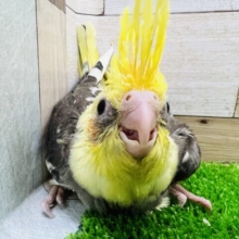 オカメインコ（パイド）の雛入舎です！