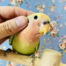 一際目立っちゃう💛手乗りコザクラインコ(タイガーチェリー)💛💚