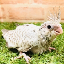 ほっぺが無いよー　オカメインコ　WFシナモンパール　Ｒ５　３／２３撮影