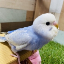 最新画像有り☆照れ屋で甘えん坊なヒナさん！セキセイインコのスパングル！