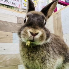 美味しそうなチョコレートカラー♪ネザーランドドワーフ男の子☆