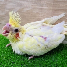 宝石の様なルチノーパール♡オカメインコのヒナ
