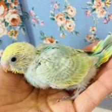 明るいお色にうっとり💚セキセイインコ(レインボー)
