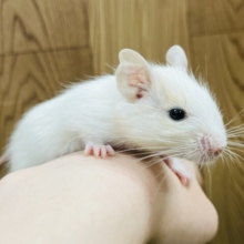 元気いっぱいです♪デグー(サンドパイド)男の子