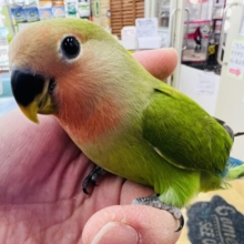 大人気♡コザクラインコ（ノーマル）❤