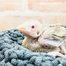 人気の１羽です　シナモン文鳥　Ｒ５　３／９撮影