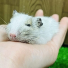 癒されます♡デグー(パイド)男の子