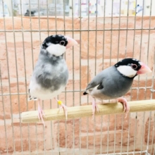 文鳥ペア各色勢揃い！　Ｒ５　３／２７撮影