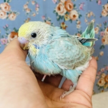 と〜っても綺麗な明るめカラー💙手乗りセキセイインコ(レインボー)💙💛
