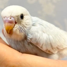淡い水色💙セキセイインコ(スパングル)2023年3月生まれ