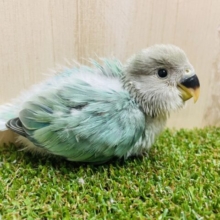 最新画像になりますよ‼️淡めグリーンがステキな小桜インコさん来ました〜