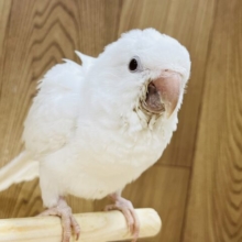 【動画更新🪄とってもお利口さん☆】天使みたい♡かわいすぎるオキナインコ(アルビノ)ヒナ