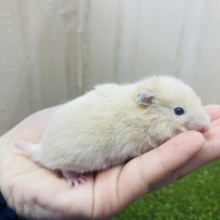 おチビのキンクマさん！！　キンクマハムスター　男の子
