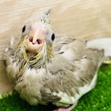 ニコニコ♪キュートなシナモンオカメインコ♡