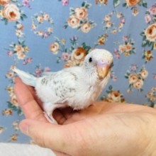 元気いっぱい♫人気のセキセイインコさんです🤍