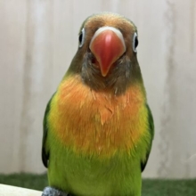 最新画像になりますよ‼️激かわ💓久しぶりのルリコシさんです✨　ルリコシボタンインコ