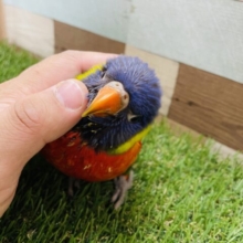 最新画像あります☆色鮮やかな甘えん坊さん♪ゴシキセイガイインコ！