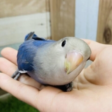 最新画像有り☆深いバイオレットカラーがかっこいい！コザクラインコのダークバイオレット！