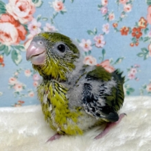 サザナミインコ  オリーブ  🫒🌿‬*.+ﾟ  3/14