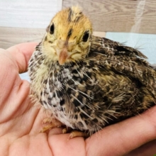 抱っこできちゃう♡ウズラのヒナちゃん！