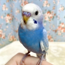セキセイインコ   ブルースパングル  💎💙  3/4