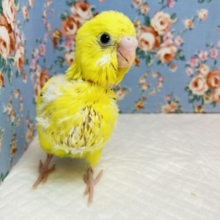 ずっとずっとクリクリおめめ❤︎人気のハルクインさん入舎です❤︎