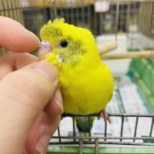 1人餌です！最新画像になりますよ！！個性的な模様の入り方が可愛いセキセイさん‼️ セキセイインコ　ハルクイン