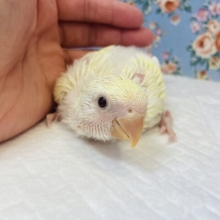 激かわです..手乗りコザクラインコ(クリームルチノー)ヒナちゃん💛