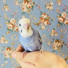 一人餌✨手乗りセキセイインコ(オパーリン)💙