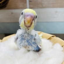 アピール上手な甘えん坊！セキセイインコのパステルレインボースパングルパイド！