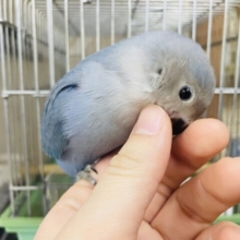 甘えん坊💓最新画像になりますよ‼️  ビッグスターになるぞ！⭐️ コザクラインコ　ダークターコイズ