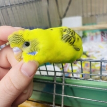 1人餌！最新画像になりますよ‼️背筋ピーン！シャキッときめちゃう！セキセイインコ　ハルクイン