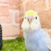 人気のレインボー　セキセイインコ　レインボー　Ｒ５　３／１３撮影