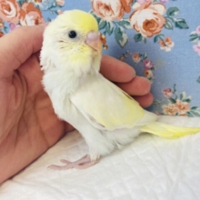 最高に綺麗なクリーム色です💛手乗りセキセイインコ(ダブルファクター)💛🖤