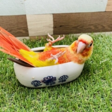 最新画像有り☆ヒナ餌卒業！入浴中ですか？？レッドがとってもかっこいいヒナさんです！！ウロコインコのレッドパイナップル！
