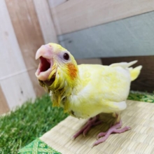 黄色い体にパールの模様！！オカメインコのルチノーパール！