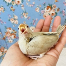 大人気❢シナモン文鳥のヒナちゃん入舎です✨
