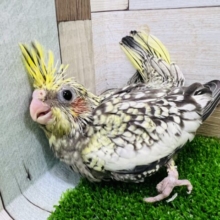 パール模様がぎっしり！オカメインコ（パール）雛入舎です！