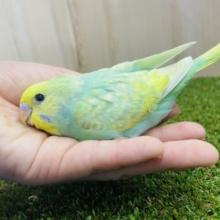 激かわ💓さわやかセキセイさん！！　セキセイインコ　パステルカラーレインボー　