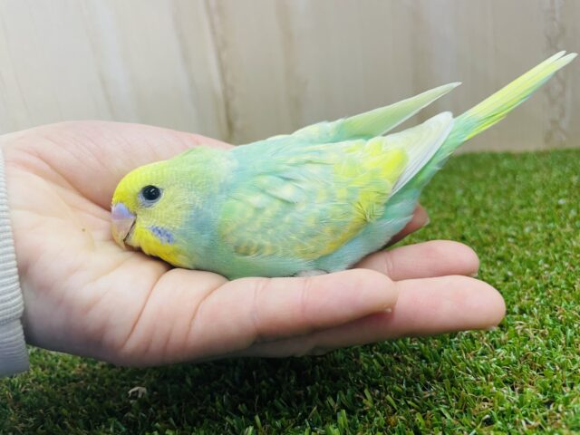激かわ💓さわやかセキセイさん！！　セキセイインコ　パステルカラーレインボー　