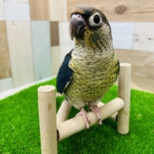 画像更新☆深い青💙ホオミドリウロコインコ(バイオレット)❤
