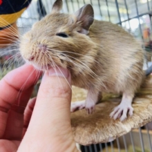 最新画像🌟ほんわか🧡かわいすぎるデグーさん入舎です🧡*