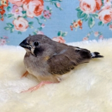 キンカチョウ  ノーマル（ブラックチーク）  🪶🌸｡・:＋ 3/29