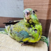 最新画像あります♪綺麗な声で鳴きたいなぁ〜♪美声インコのノーマル！