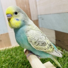 最新画像あります☆ヒナ餌卒業‼️模様がはっきり出ている元気っコ！セキセイインコのレインボースパングル！