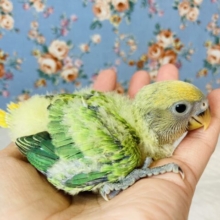 かわいい若菜色💚💛手乗りコザクラインコ(オレンジフェイスオパーリン)