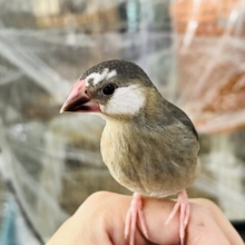 画像更新☆額の柄がGOOD❤桜文鳥さん入荷しました❤