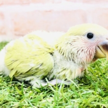 今週もやってきた美カラーさん　コザクラインコ　シナモン　Ｒ５　３／９撮影