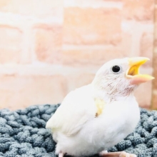 安心サイズで入舎！　白文鳥　Ｒ５　３／９撮影